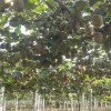 猕猴桃种植园
